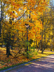 very bright and colorful foliage in the autumn park