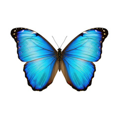A single vibrant iridescent blue Morpho butterfly with fully spread wings and intricate venation, captured in a detailed macro top-down studio shot against a transparent isolated background Concept