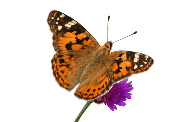 Obraz premium Painted lady butterfly sitting on a purple flower, wings open, isolated on transparent background