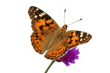 Painted lady butterfly sitting on a purple flower, wings open, isolated on transparent background