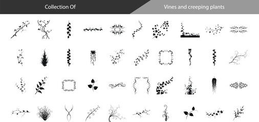Collection of Vines, Creeping Plants, Foliage, Botanical Collection, Line Art, Black and White Bundle and illustration © smvect