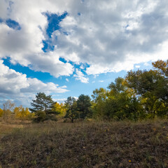 Fototapeta premium Sunny autumn landscape with dry grassy meadow, mixed forest of pine and deciduous trees, and a winding path under a blue sky with clouds. Peaceful seasonal nature scene with warm light and shadows.