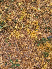 Gleditsia