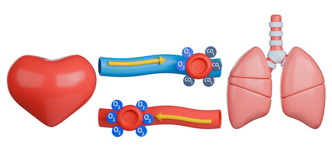 3D medical illustration of pulmonary circulation, shows deoxygenated blood cell traveling from the heart to the lungs for gas exchange.