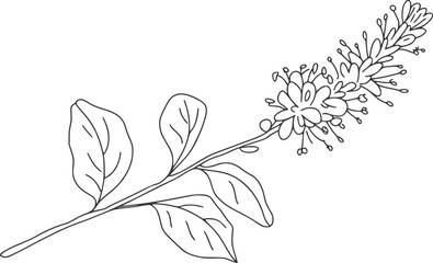 Delicate black line drawing of a flowering branch black and white botanical