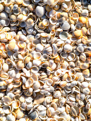 background of seashells