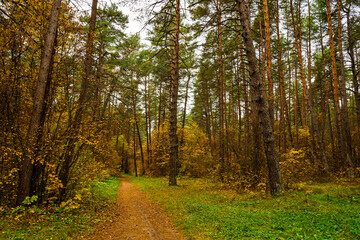 Obraz premium Forest path in autumn park with tall pine trees and golden foliage. Nature trail in seasonal woodland for outdoor activity. Scenic landscape.