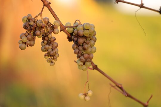 grappoli d'uva a fine raccolto