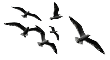 Multiple matte black silhouette seagulls with spread wings in dynamic mid-flight against a pristine transparent studio background, concept of minimalist high-contrast nature