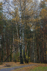 Autumn landscape in late October. Cloudy late autumn.