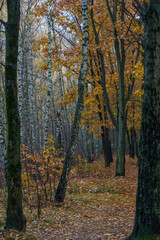 Autumn landscape in late October. Cloudy late autumn.