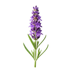 Pristine lavender sprig with vibrant purple florets and delicate green leaves, ultra-realistic macro shot on transparent, soft studio light, concept of natural beauty and tranquility