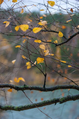 Autumn landscape in late October. Cloudy late autumn.