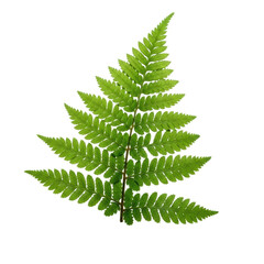 Vibrant emerald green fern frond, freshly cut, intricate translucent pinnate leaves, isolated on transparent background, studio lighting. Botanical purity and meticulous detail for commercial display