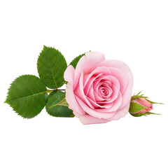 Delicate light pink rose with soft pastel petals, velvety texture, deep emerald leaves, and a bud, laid horizontally on transparent seamless background, no shadows, ultra-photorealistic studio concept