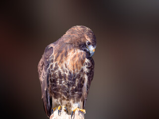 close up of red tailed hawk