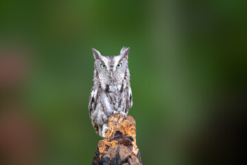 Close up of a screech owl