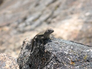Close-up of a small lizard resting on a rock under the sun in Argentina. The detailed texture of the stone and the soft background create a natural and tranquil wildlife scene