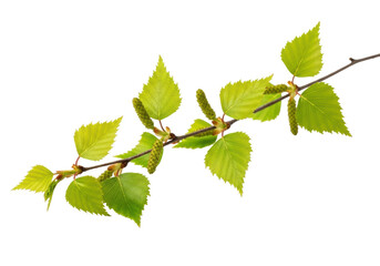 A delicate birch tree branch with vibrant young green leaves, serrated edges, and unopened buds, isolated on a bright white background with copy space, concept of spring's vibrant new life