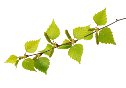 A delicate birch tree branch with vibrant young green leaves, serrated edges, and unopened buds, isolated on a bright white background with copy space, concept of spring's vibrant new life