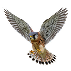 Obraz premium American Kestrel in Dynamic Flight