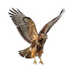 Fototapeta premium Red-shouldered Hawk in Flight, Transparent Background