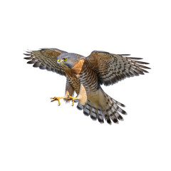 Obraz premium Isolated Red-shouldered Hawk in Flight