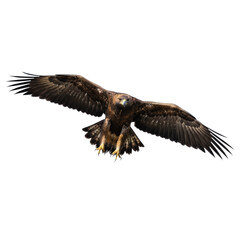 Obraz premium Golden Eagle in Flight with Wings Spread, Isolated