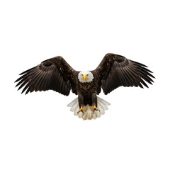 Obraz premium Majestic Bald Eagle in Flight, Transparent Background