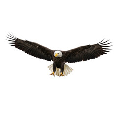 Fototapeta premium Bald Eagle in Flight on Transparent Background