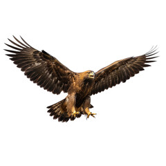 Obraz premium Golden Eagle Flying with Spread Wings