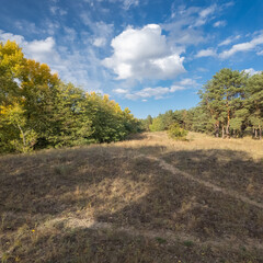 Obraz premium Sunny autumn landscape with dry grassy meadow, mixed forest of pine and deciduous trees, and a winding path under a blue sky with clouds. Peaceful seasonal nature scene with warm light and shadows.
