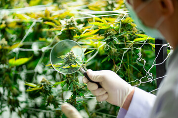 Close-up of cannabis plant inspected with magnifying glass by researcher in laboratory. Concept of medical marijuana research, organic cultivation, and quality control in science and agriculture