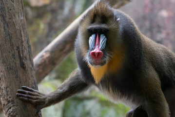 Colorful face of a Mandrill (Mandrillus sphinx) , Close-up of a mandrill monkey