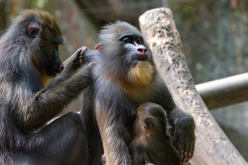 Colorful face of a Mandrill (Mandrillus sphinx) , Close-up of a mandrill monkey