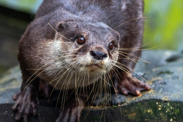 Close up of a Asian small-clawed otter, Portrait of an Asian small clawed otter (amblonyx cinerea)