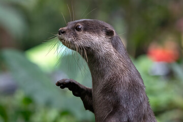 Close up of a Asian small-clawed otter, Portrait of an Asian small clawed otter (amblonyx cinerea)