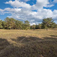 Fototapeta premium Sunny autumn landscape with dry grassy meadow, mixed forest of pine and deciduous trees, and a winding path under a blue sky with clouds. Peaceful seasonal nature scene with warm light and shadows.