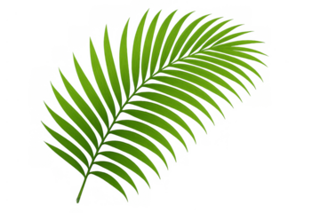 Green palm frond tropical leaf element, summer nature plant botany, isolated on transparent background