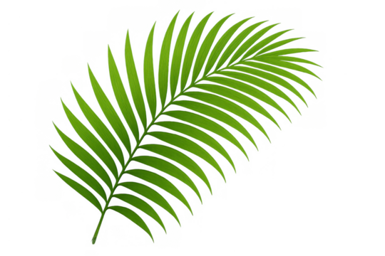 Green palm frond tropical leaf element, summer nature plant botany, isolated on transparent background - Powered by Adobe