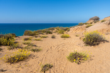 Deserted sea shore with golden sand, turquoise sea, clear blue sky, and wild yellow flowers on a sunny day.Israel