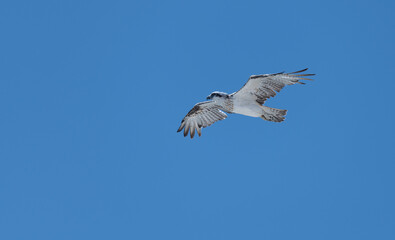 Eastern Osprey in Cape Range National Park, Western Australia, Australia