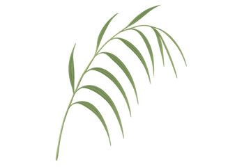 Green plant branch with multiple leaves on transparent background, reflecting nature, growth, and organic design