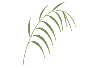 Green plant branch with multiple leaves on transparent background, reflecting nature, growth, and organic design