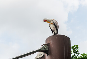 Yellow-billed stork preening at Bird Paradise in Singapore