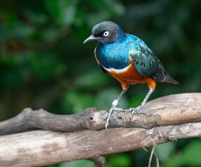 Superb starling bird at Bird Paradise in Singapore