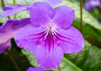 Cape Primrose - Streptocarpus flower in Gardens by the Bay, Singapore