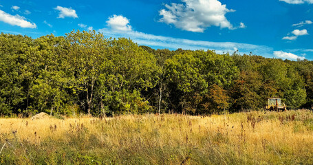 Fototapeta premium A field of gold lies quiet beneath a hard blue sky. The forest presses close, dark and watching. In the distance, a tractor waits, like something left behind in a story that never ended in Wilsden, UK