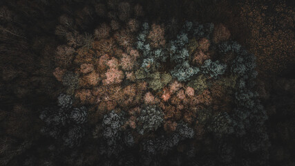 Abstract Forest View