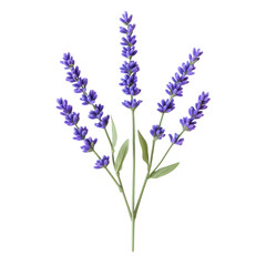 Naklejka premium Serene Lavender Branch: A delicate sprig of lavender showcases its vibrant purple flowers and lush green leaves, evoking a sense of tranquility and the beauty of nature.